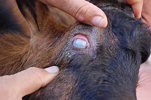 Кератоконъюнктивит телят (keratoconjunctivitis bovium): симптомы, причины и лечение | Новости ветеринарии