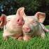 Снижение стрессов  при транспортировании свиней